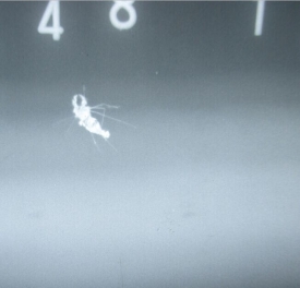 同事無(wú)意中拍到蚊子-圖片分享